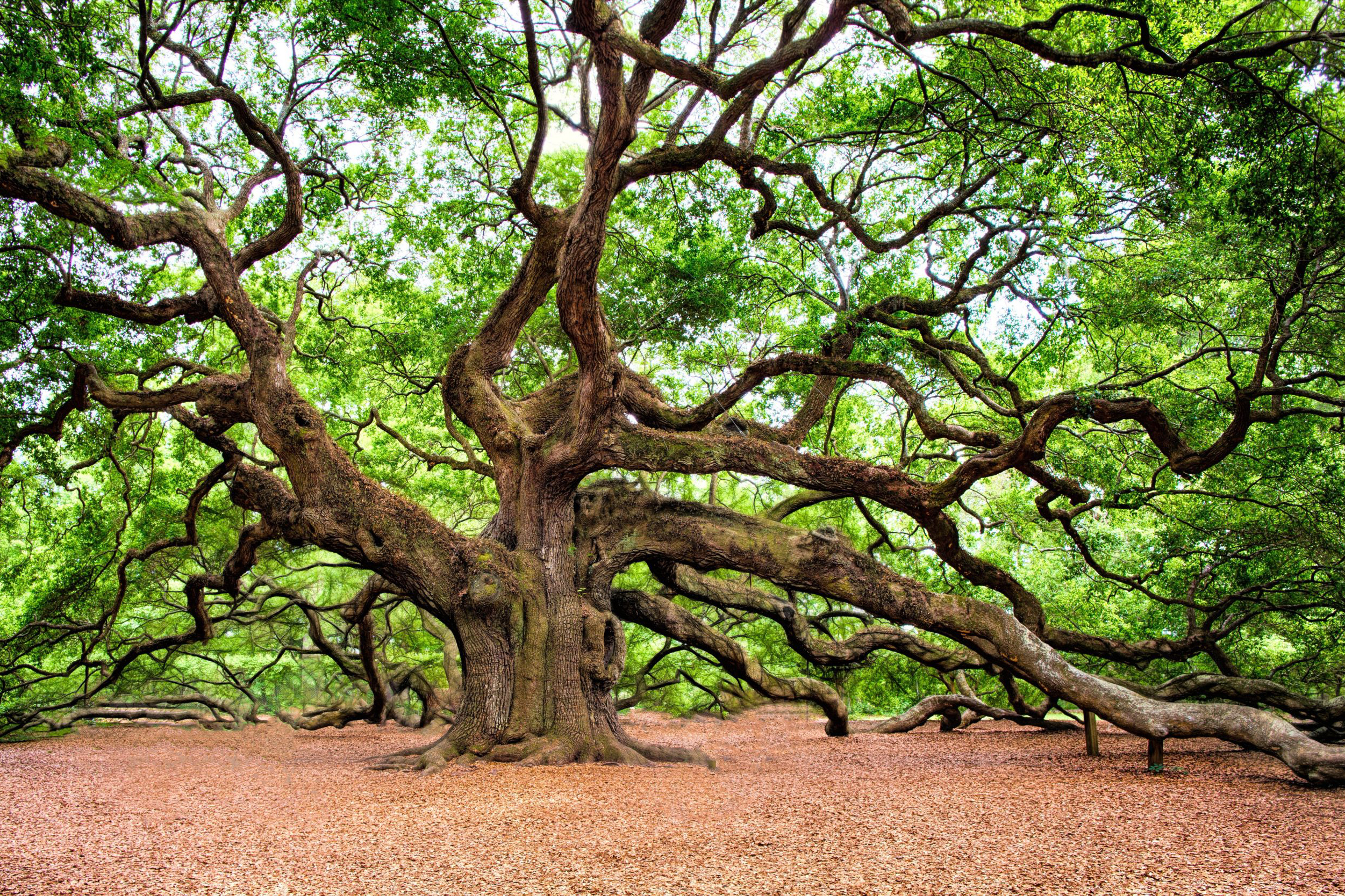 Angel Oak Tree